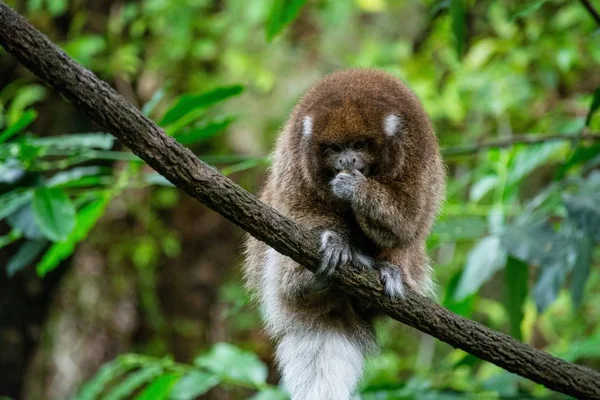 Słodka Małpa Callicebus Siedzi Gałęzi Drzewa Zamazanym Tłem — Zdjęcie stockowe