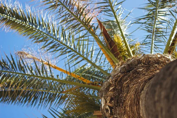 澄んだ空に触れるヤシの木の低角度ショット — ストック写真