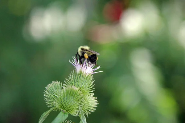 Closeup Shot Bee Getting Nectar Out Flower Blurred Background — Stock Photo, Image