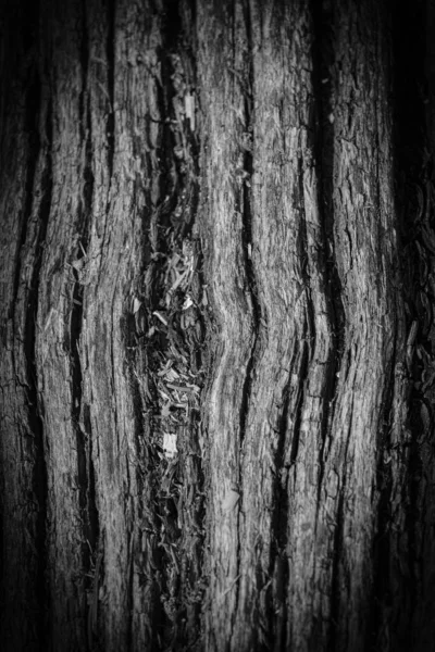 Greyscale Closeup Tree Bark Sunlight Dark Background — Stock Photo, Image