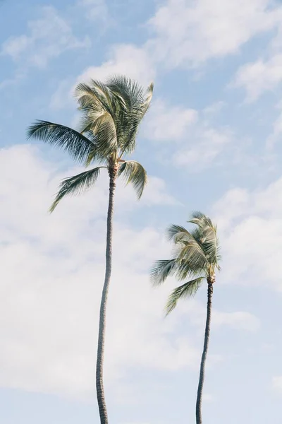 Plan Angle Bas Deux Palmiers Avec Ciel Bleu Nuageux Arrière — Photo