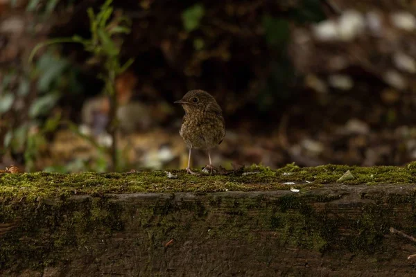 Moineau Sur Bois Couvert Mousses Sous Lumière Soleil Avec Fond — Photo