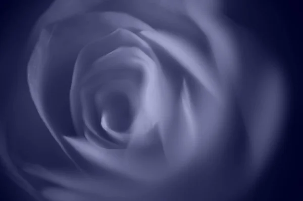 Mesmerizing Closeup Shot Rose Perfect Valentine Day Related Content — ストック写真