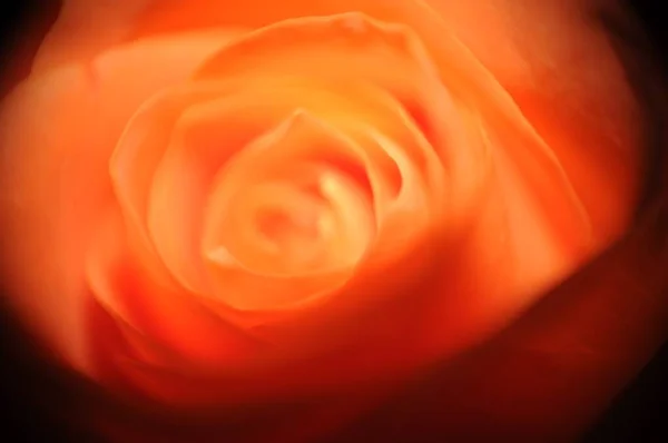 Closeup Shot Mesmerizing Beautiful Orange Rose — 图库照片
