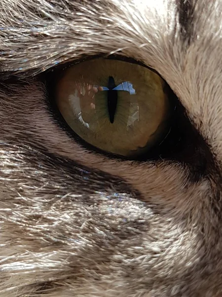 A closeup shot of the eye of an animal with white fur