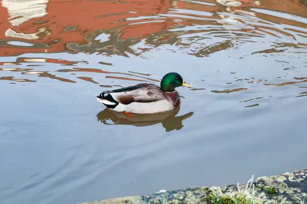 Mallard kachna koupání v jezeře během dne — Stock fotografie