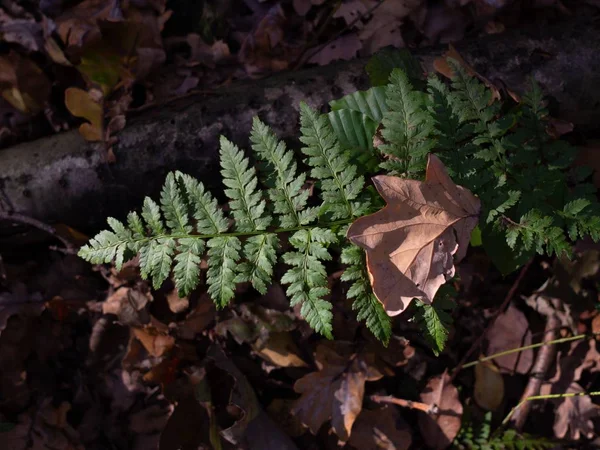 森林里一片绿叶覆盖着干枯叶子的特写镜头 — 图库照片