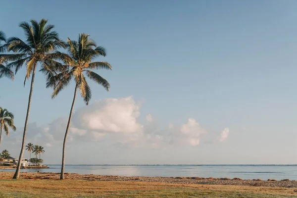 Beautiful Shot Palm Trees Seashore — 图库照片