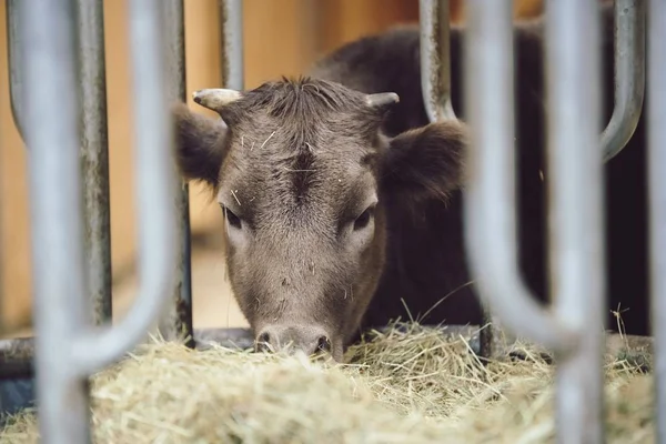 Closeup Cute Calf Eating Hay Stable Ecological Farming Livestock Bavarian — 스톡 사진