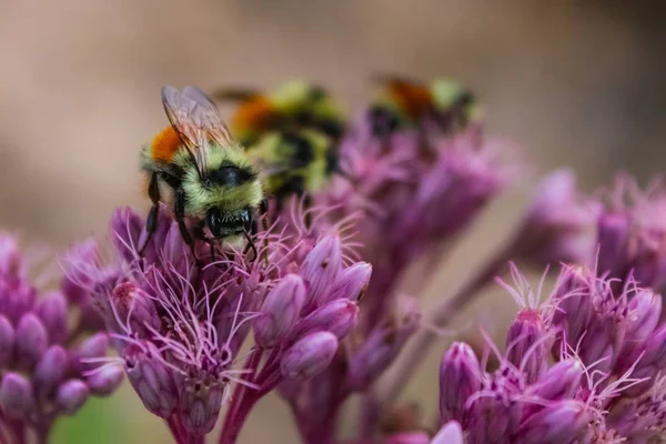 A closeup shot of orange-belted bumblebees on Joe-Pye weed
