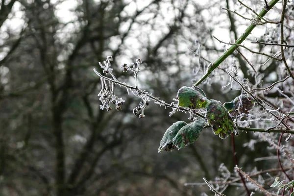 Foto de cierre de una rama arbolada con hojas verdes cubiertas de nieve en un fondo borroso. — Foto de Stock