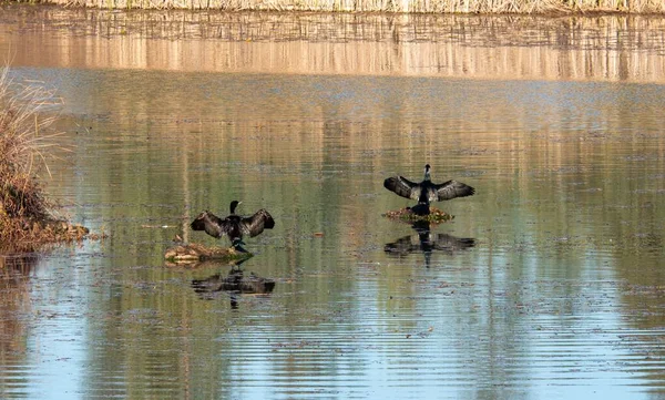 Ein Panoramabild Von Zwei Enten Die Auf Einem See Landen — Stockfoto