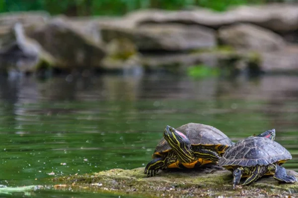 Turtles on a rock near a lake with a blurred background — Stockfoto