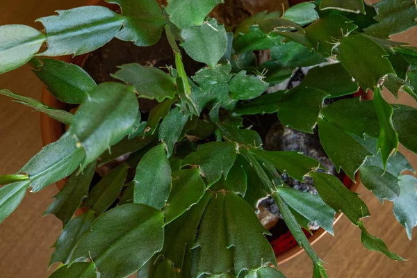 Vista de ángulo bajo de una planta de interior en una maceta en el suelo bajo las luces con un fondo borroso — Foto de Stock