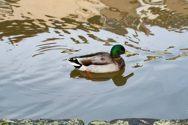 昼間は湖でマガモが泳いでいる — ストック写真