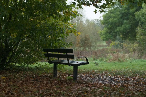 Calming Gloomy Scenery Single Wooden Bench Surrounded Greenery — 스톡 사진