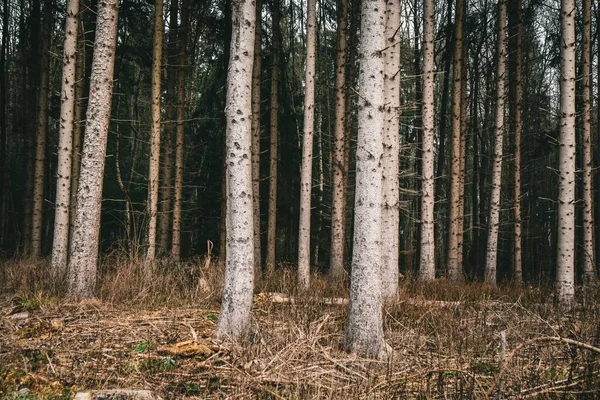 Ένα Δάσος Καλυμμένο Γρασίδι Και Δέντρα Σκούρο Φόντο Κατά Διάρκεια — Φωτογραφία Αρχείου