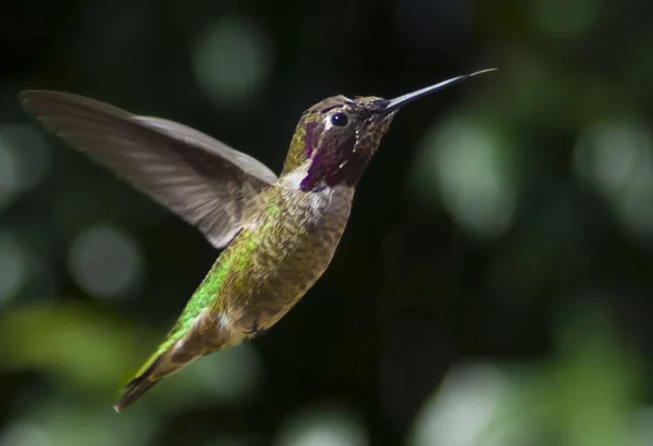 Primo Piano Colibrì Che Vola Verso Alto — Foto Stock