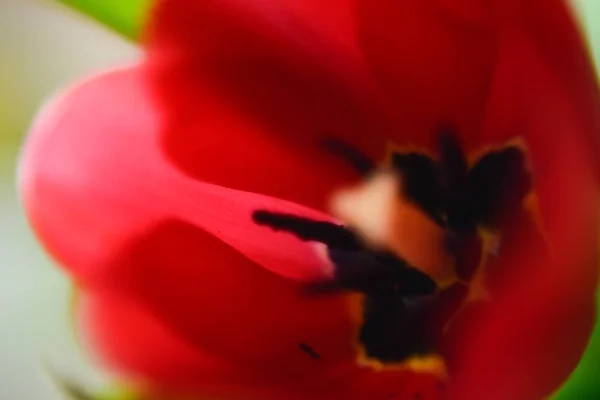 Closeup Selective Focus Shot Red Poppy — 스톡 사진