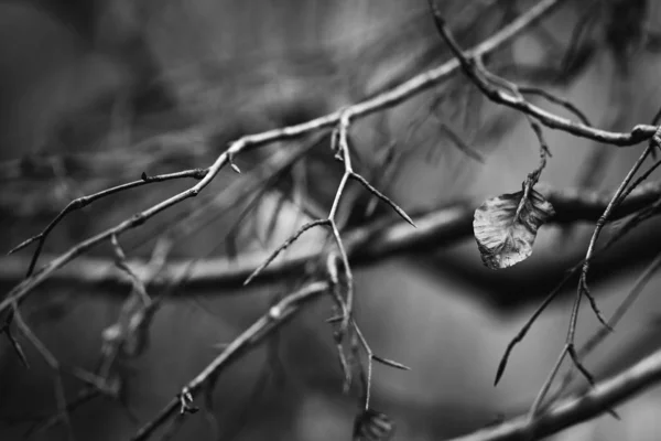 Grayscale tiro de um galho de árvore com um fundo desfocado — Fotografia de Stock