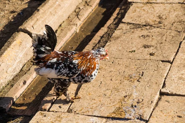 Высокоугольный Снимок Курицы Гуляющей Парку — стоковое фото