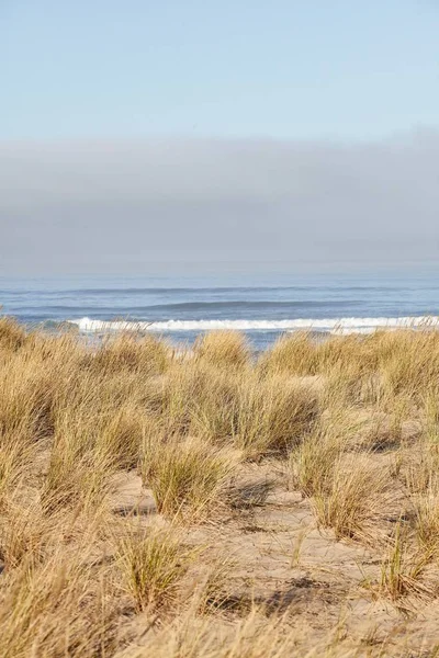 Vertical Shot Beachgrass Morning Cannon Beach Oregon — Stock Photo, Image