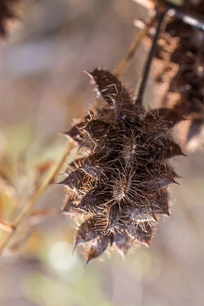 Disparo Vertical Selectivo Enfoque Una Planta Silvestre Campo — Foto de Stock