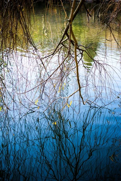 Vertikale Aufnahme eines Baumes, der auf dem Fluss im Park kniet — Stockfoto