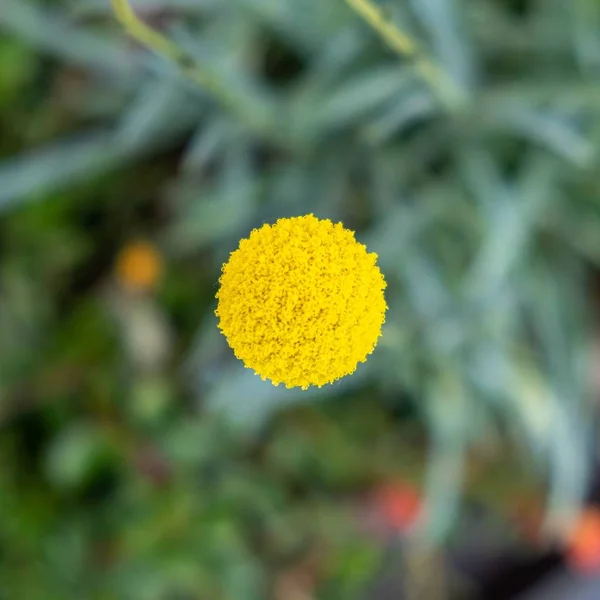 High Angle View Craspedia Garden Sunlight Blurry Background — Stok fotoğraf