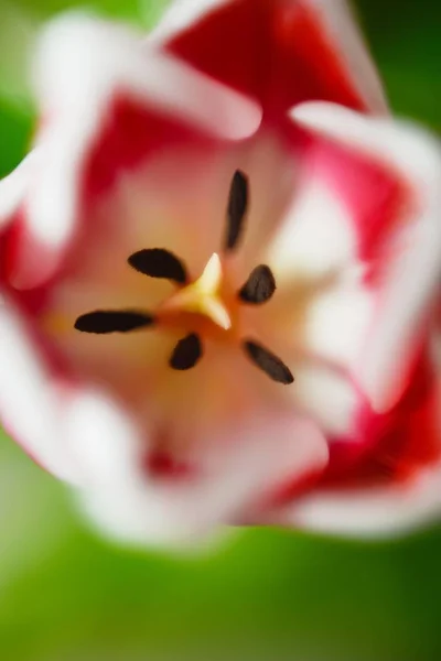 Vertikální Detailní Záběr Roztomilého Růžového Bílého Máku — Stock fotografie
