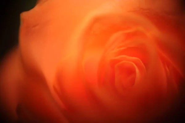 Closeup Shot Mesmerizing Beautiful Orange Rose — 图库照片