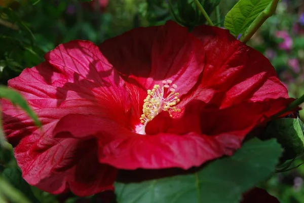Detailní Záběr Tmavě Fialového Květu — Stock fotografie