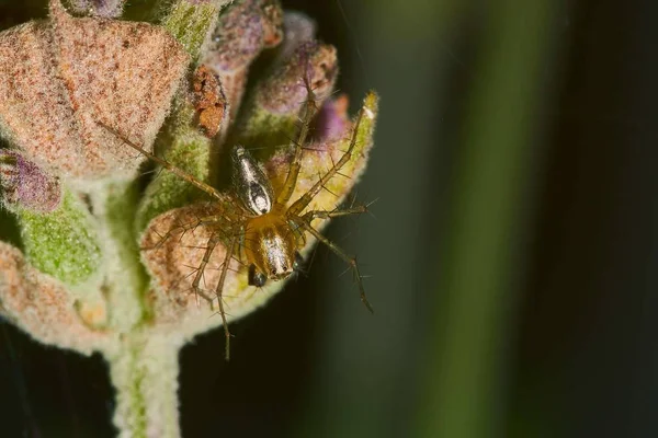 Una Macrofotografía Una Araña Sobre Una Planta Floreciente Frente Fondo —  Fotos de Stock
