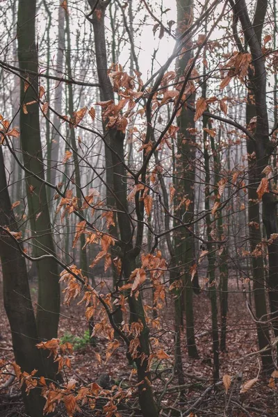 Vertical Picture Forest Covered Dry Leaves Trees Autumn — Stock Photo, Image