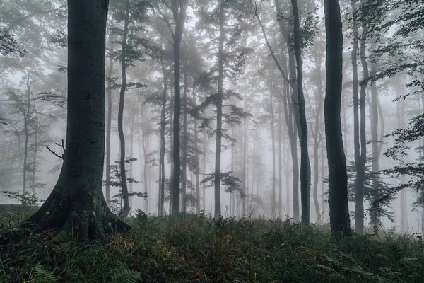 Fern i en dimmig skog — Stockfoto