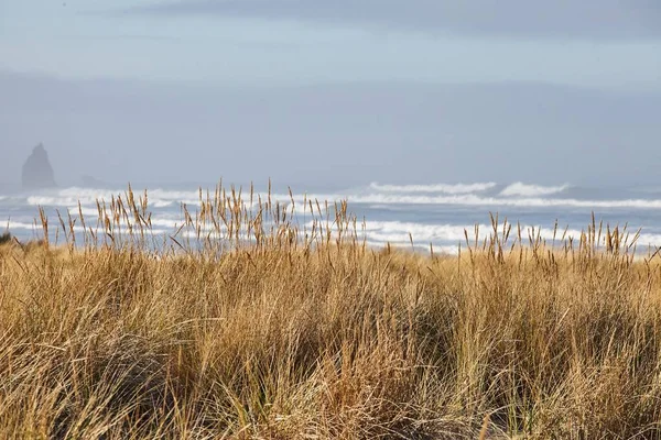 Paisaje Hierba Playa Mañana Cannon Beach Oregon — Foto de Stock