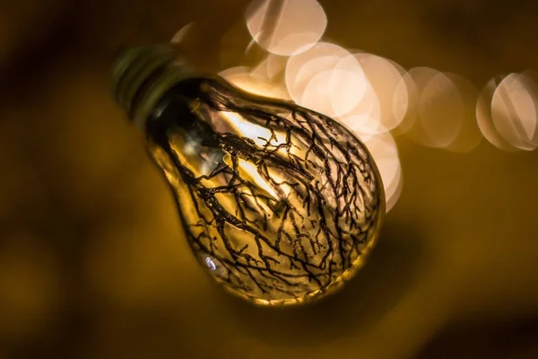 Крупним Планом Знімок Лампочки Деревами Намальованими Склі — стокове фото