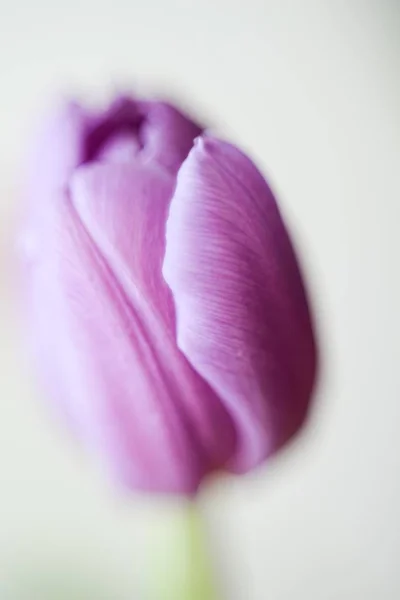 Gros Plan Vertical Joli Coquelicot Violet — Photo