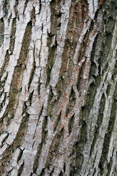 Vertikální detailní záběr kůry stromu - ideální pro přírodní tapety — Stock fotografie