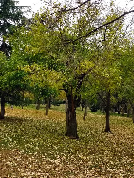 几棵树相邻的一个垂直的镜头 — 图库照片