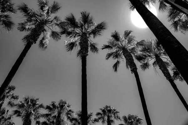 Low Angle Greyscale Shot Palm Trees Sunrise — 图库照片