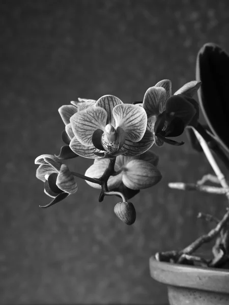 Plan Vertical Niveaux Gris Une Jolie Plante Fleurs Phalaenopsis Amabilis — Photo