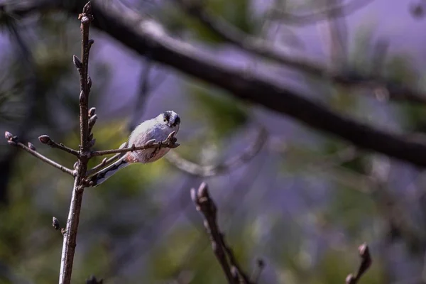 Tiro Ângulo Largo Pássaro Branco Sentado Cima Galho Árvore — Fotografia de Stock