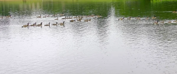 Beautiful Shot Paddling Ducks Floating Water Lake — Stock Photo, Image