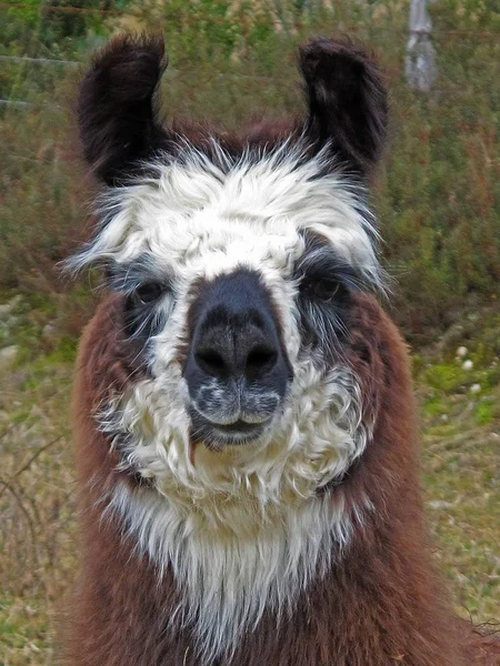 Vertical Closeup Shot Cute Llama Middle Field — ストック写真