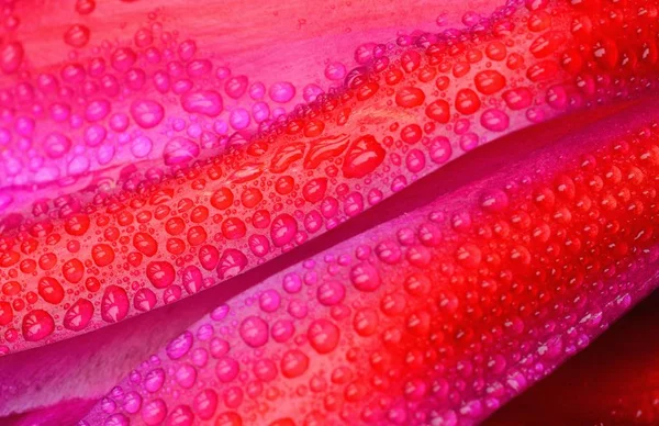 Una Macro Toma Gotas Agua Una Flor Rosa Roja Hojas — Foto de Stock