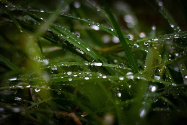 緑の芝生の上で水の滴のクローズアップショット — ストック写真