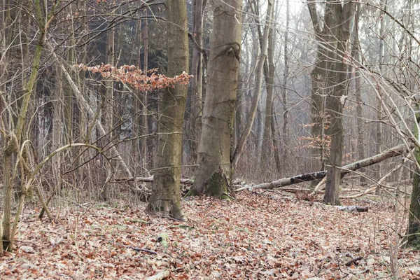 Een Bos Bedekt Met Droge Bladeren Bomen Onder Het Zonlicht — Stockfoto