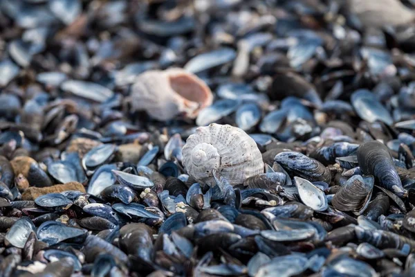 Closeup Shot Helixes Beach — 图库照片