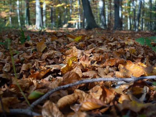 Много Сухих Осенних Листьев Клена Упали Землю Окружении Высоких Деревьев — стоковое фото